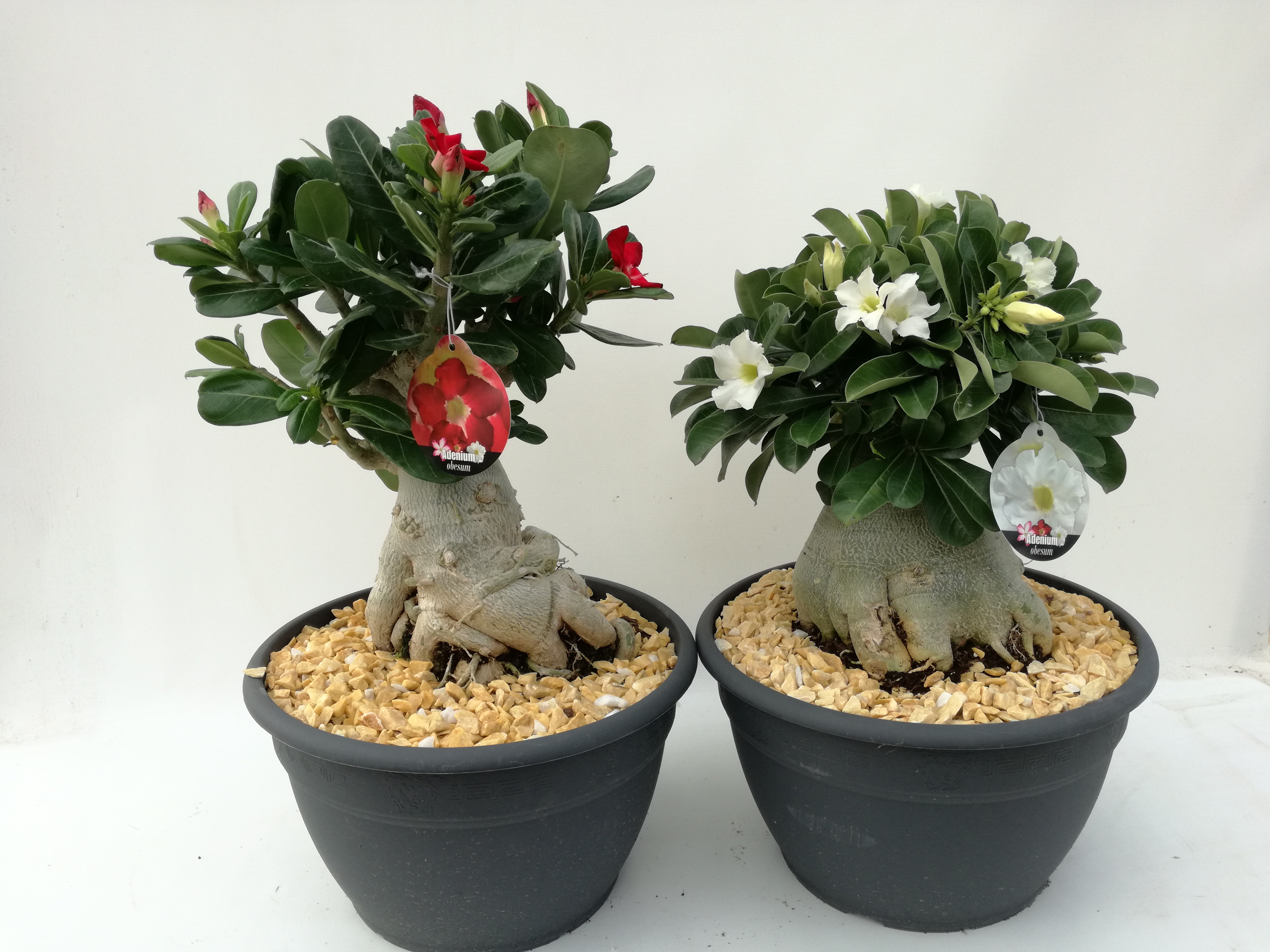 Adenium Obesum 30